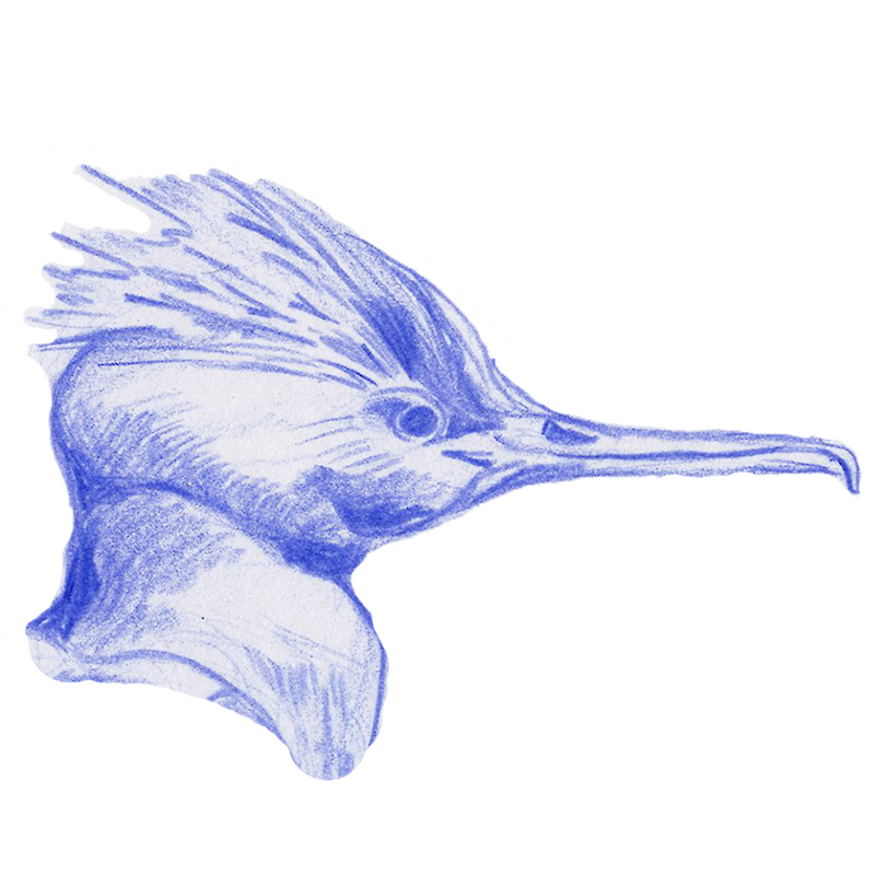 Diplom 2026