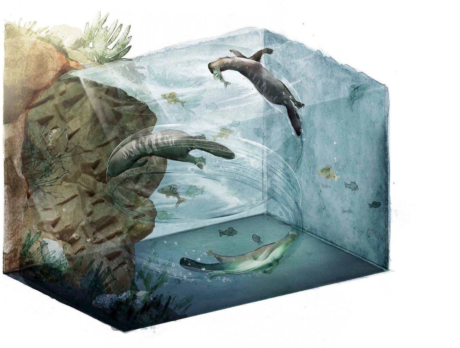 Der Beutelotter, Maurus Zehnder