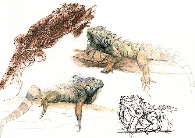 Leguan, Buntstift auf Papier, Deborah Lüscher