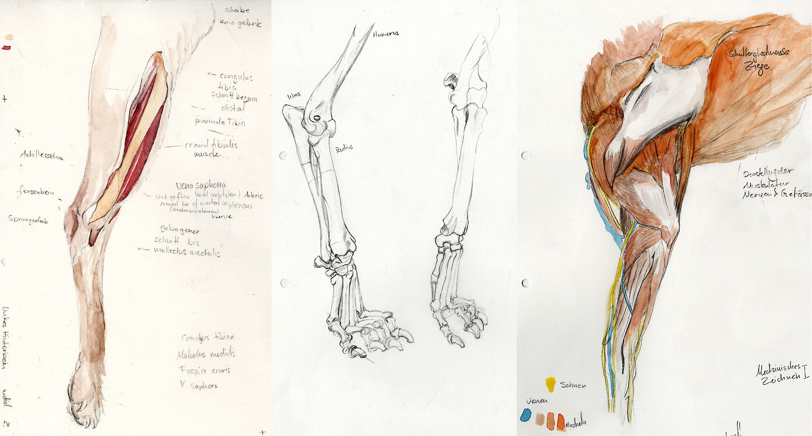 Skizzen und Studien ab Präparat am Tierspital, Gabriela Gehrer 2017