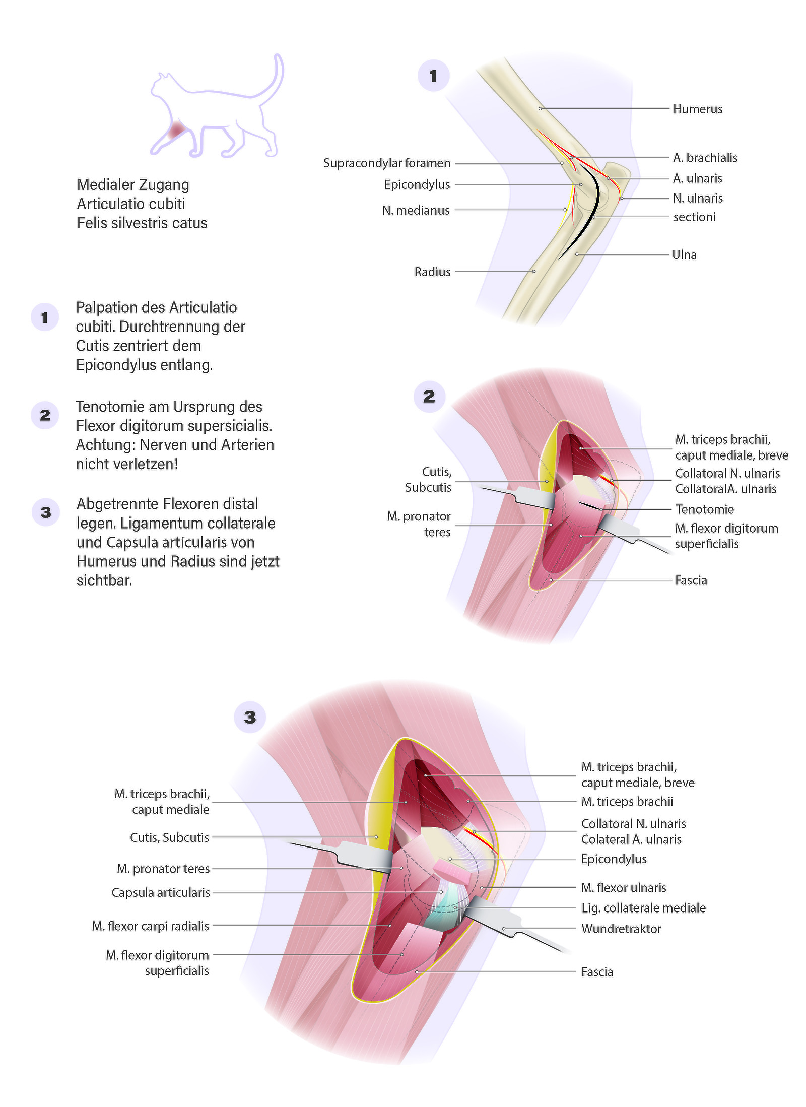 Chirurgischer Zugang zum Ellenbogengelenk der Katze, Lucy Kägi 2018