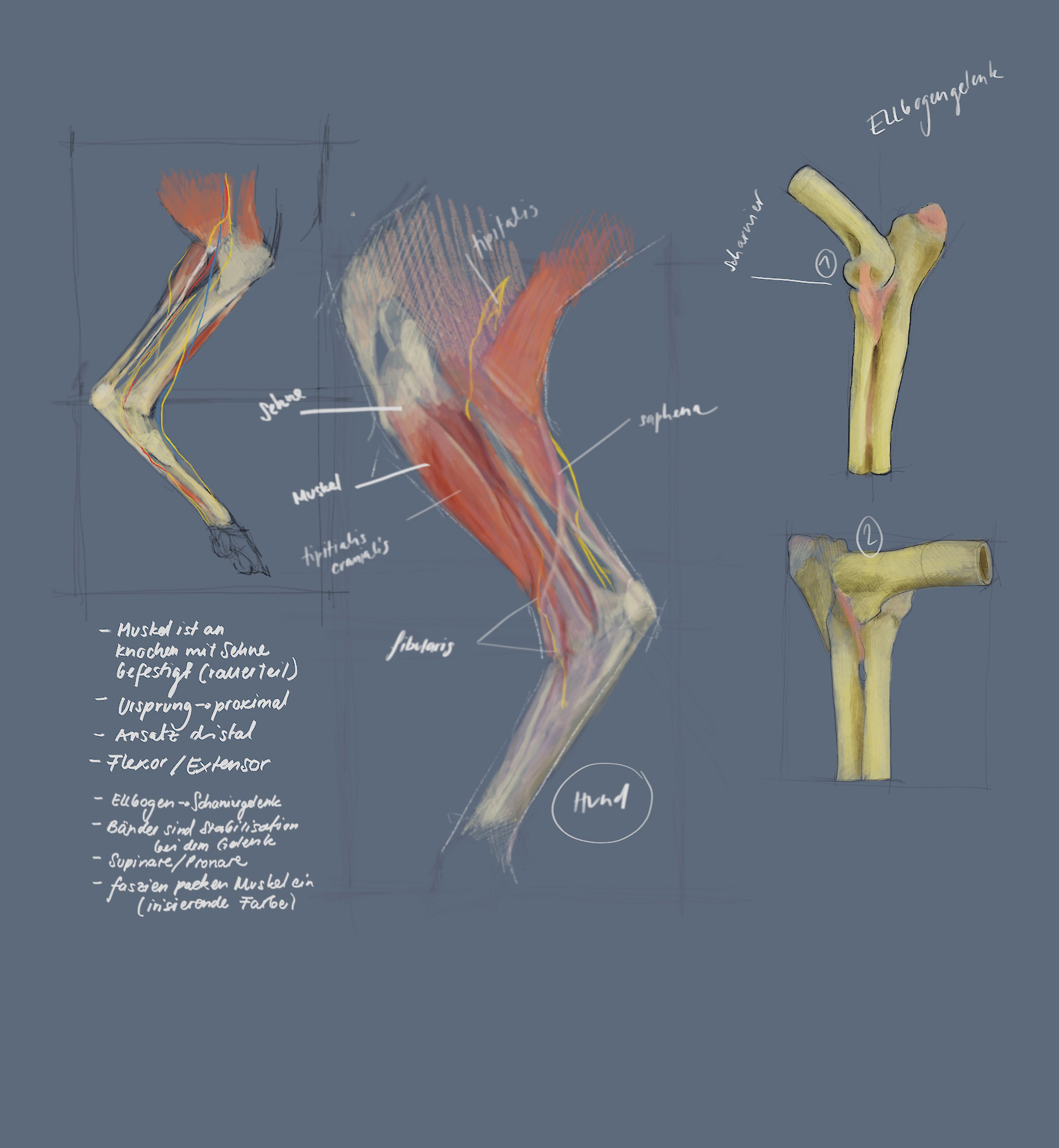 Skizzen und Studien aus dem Tierspital, Lea Schellenberg 2018