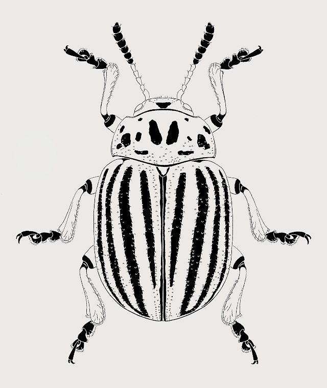 Leptinotarsa, Tuscheumestzung, Ursina Bärtschi