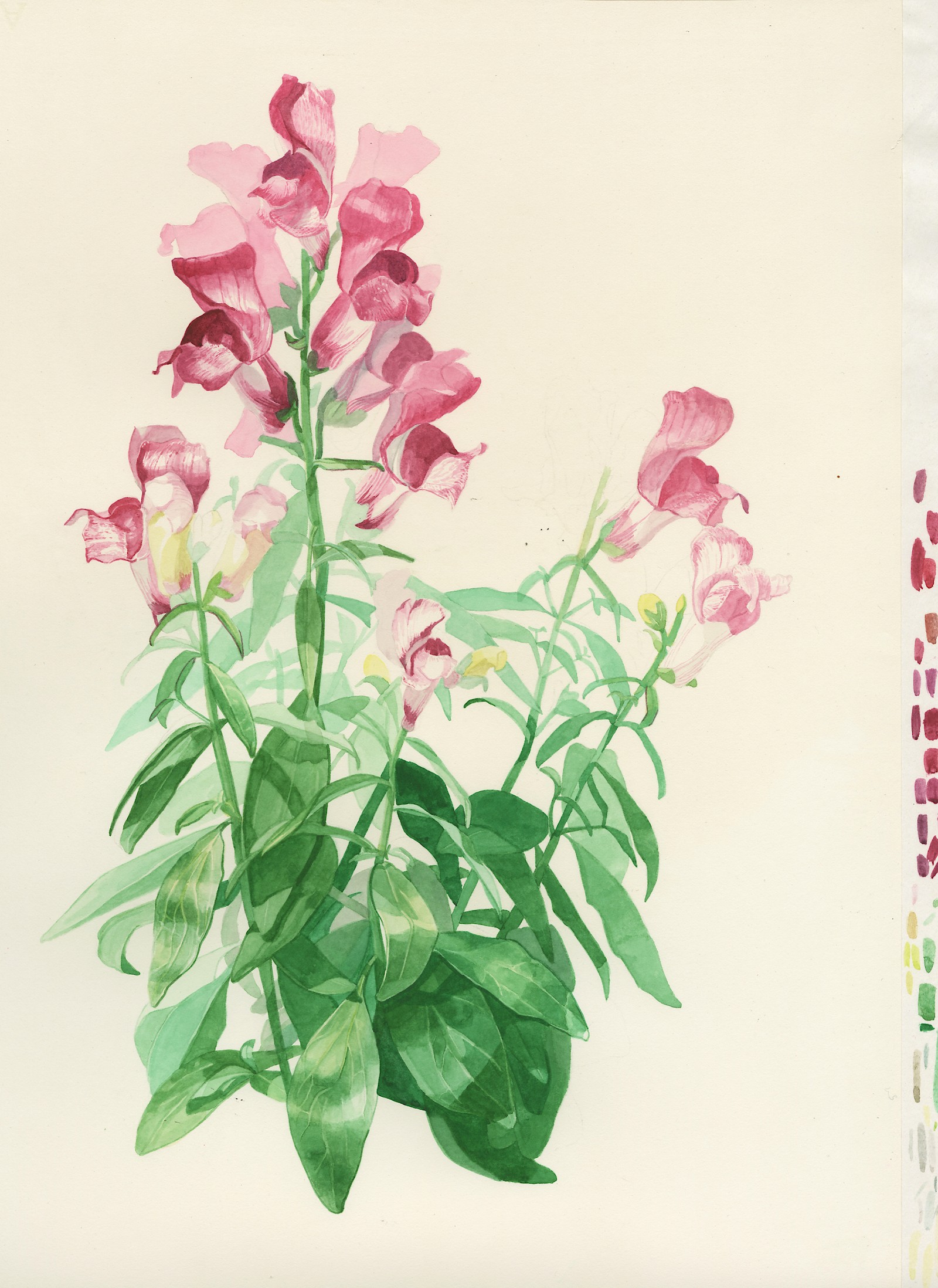 Löwenmaul, Aquarell auf Papier, Sarah Stangl