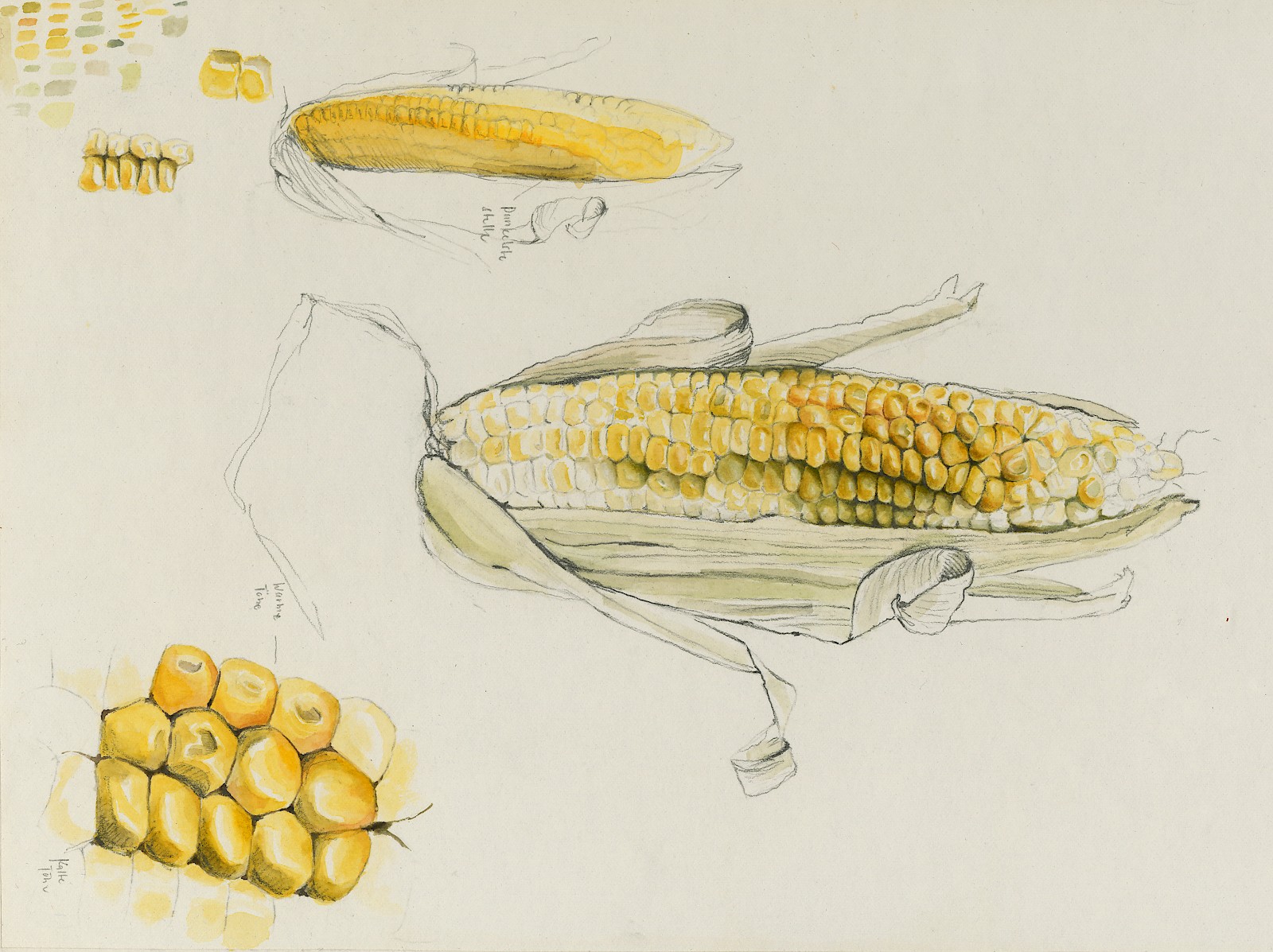 Studienblatt eines Maiskolbens, Aquarell auf Papier, Sam Amrein