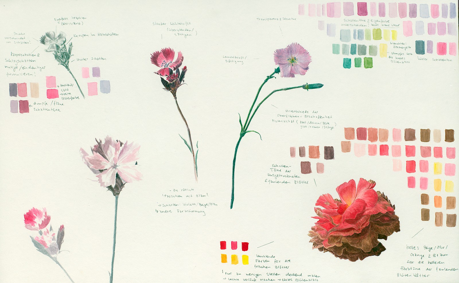 Studienblatt einer Nelke, Aquarell auf Papier, Jelena Helbling