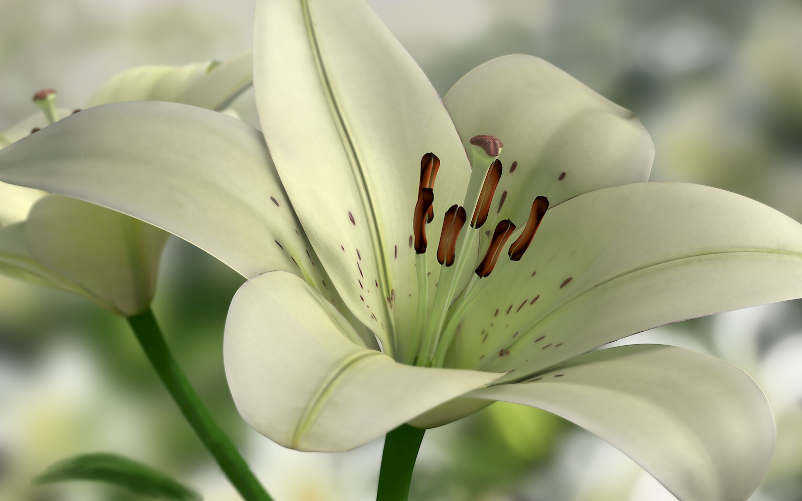 Lile, 3D-Rendering, Bernadette Rawyler