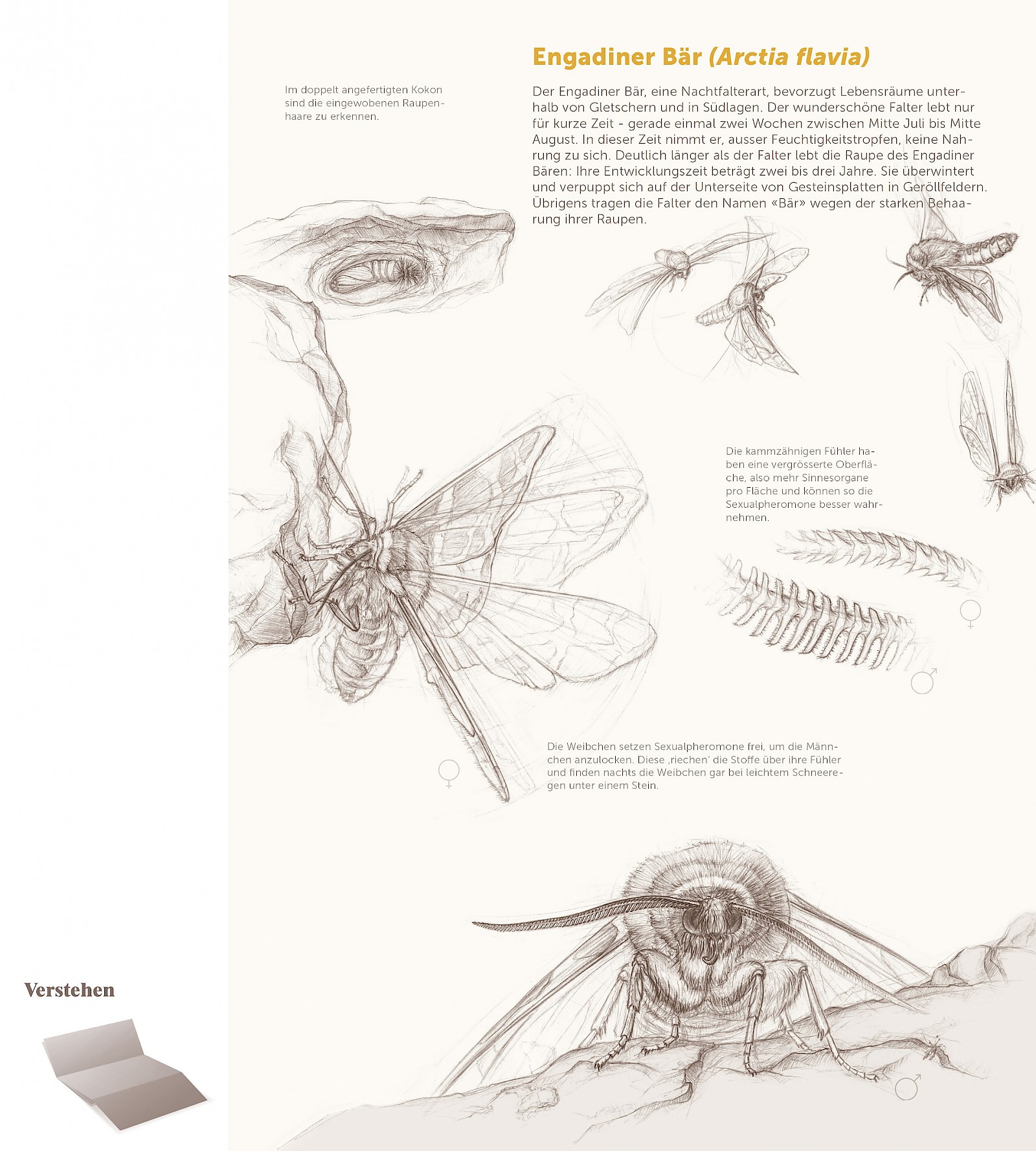 Verborgenes entfalten