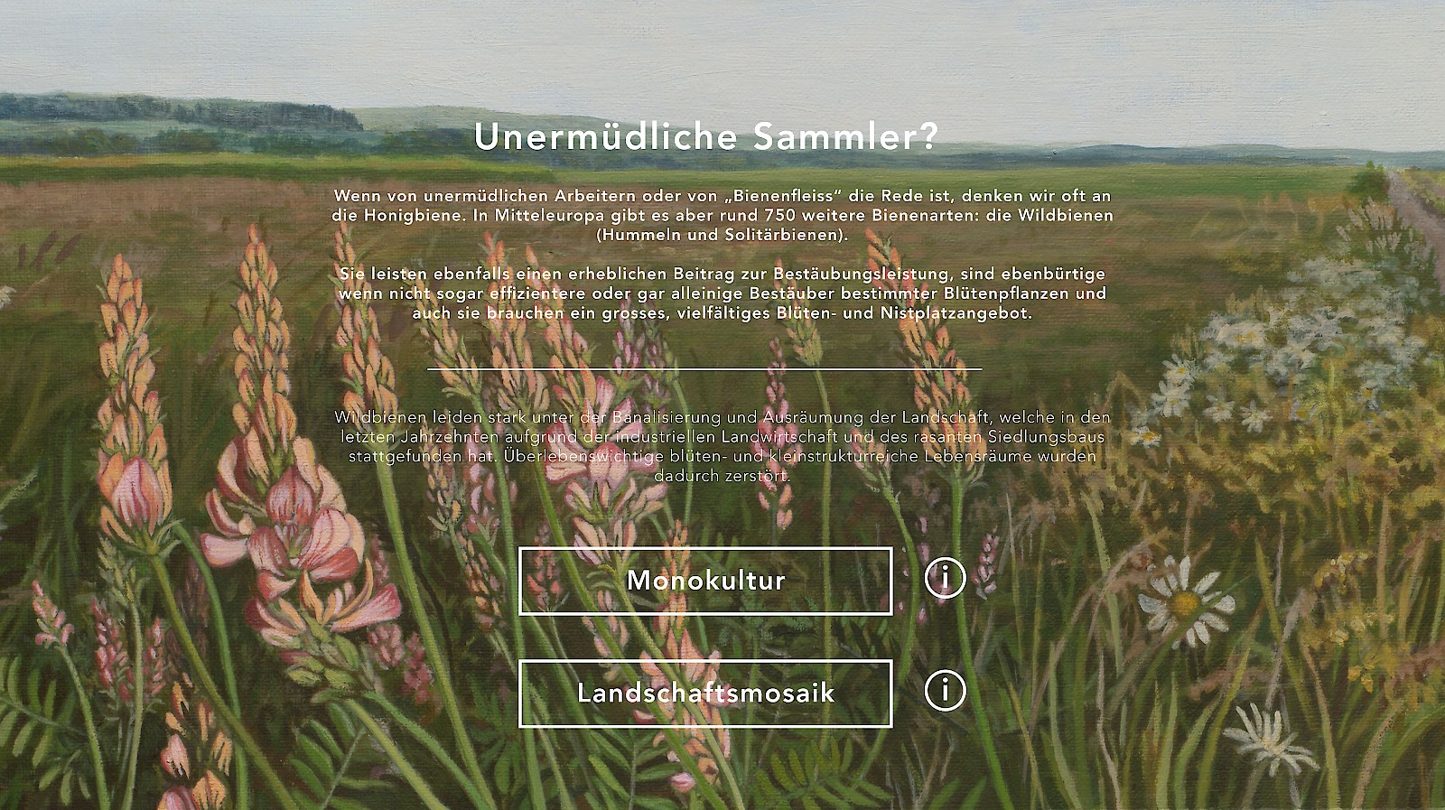 Wildbienen - Unermüdliche Sammler?