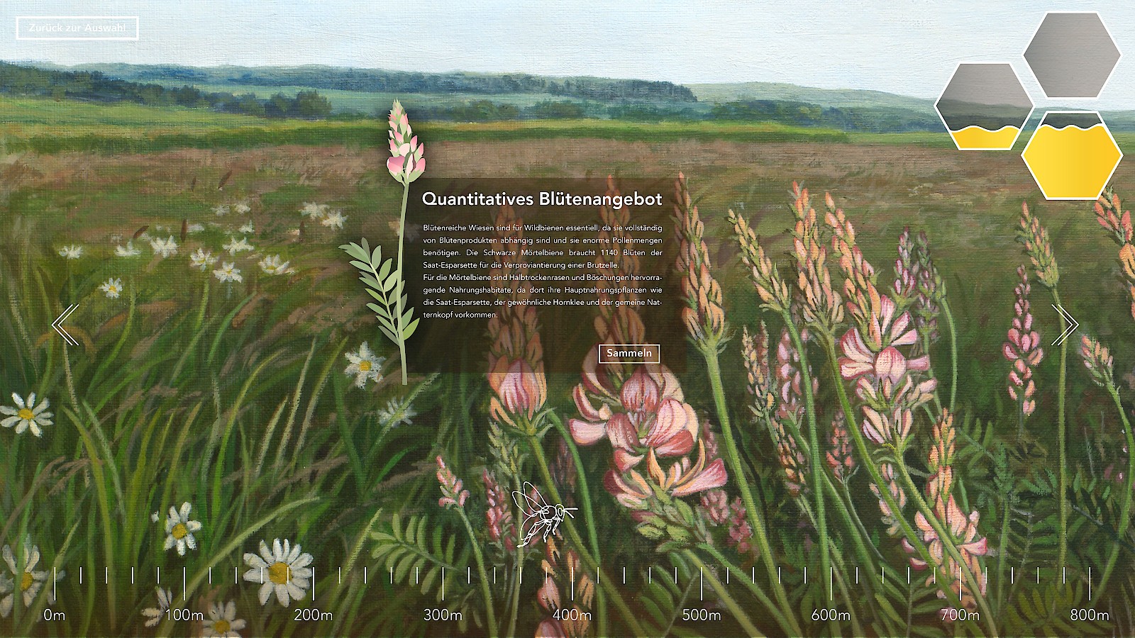 Wildbienen - Unermüdliche Sammler?