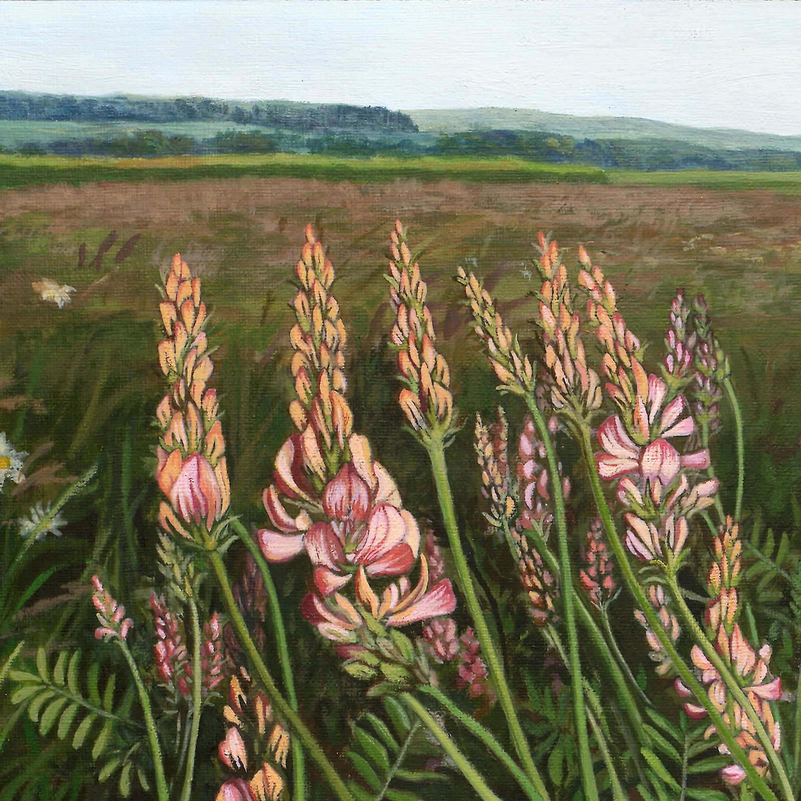 Wildbienen - Unermüdliche Sammler?