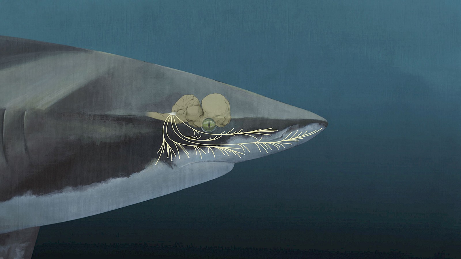 Eine sensible Welt der Sinne