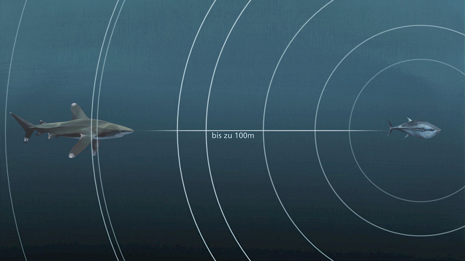 Eine sensible Welt der Sinne