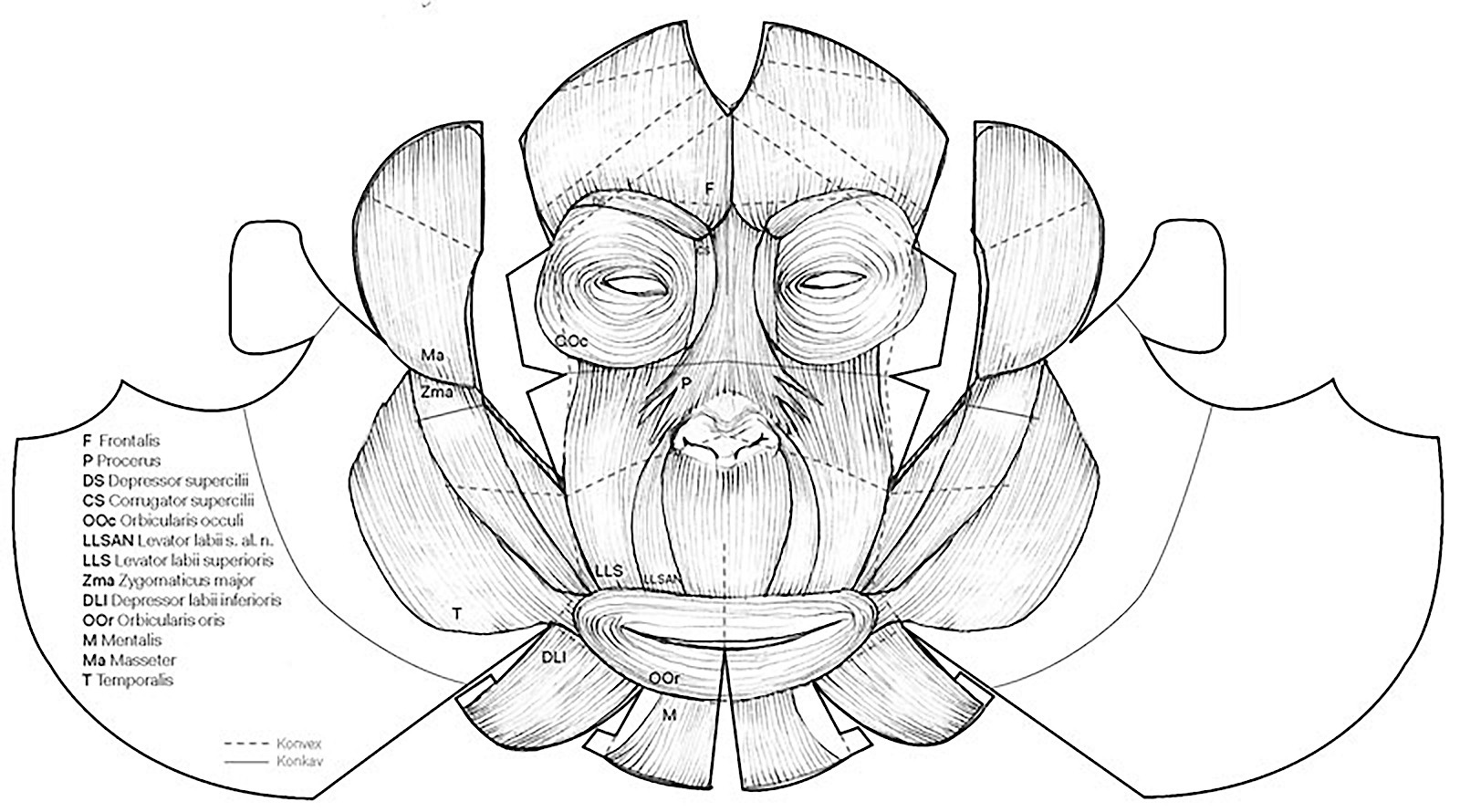 Faltmodell der Muskeln