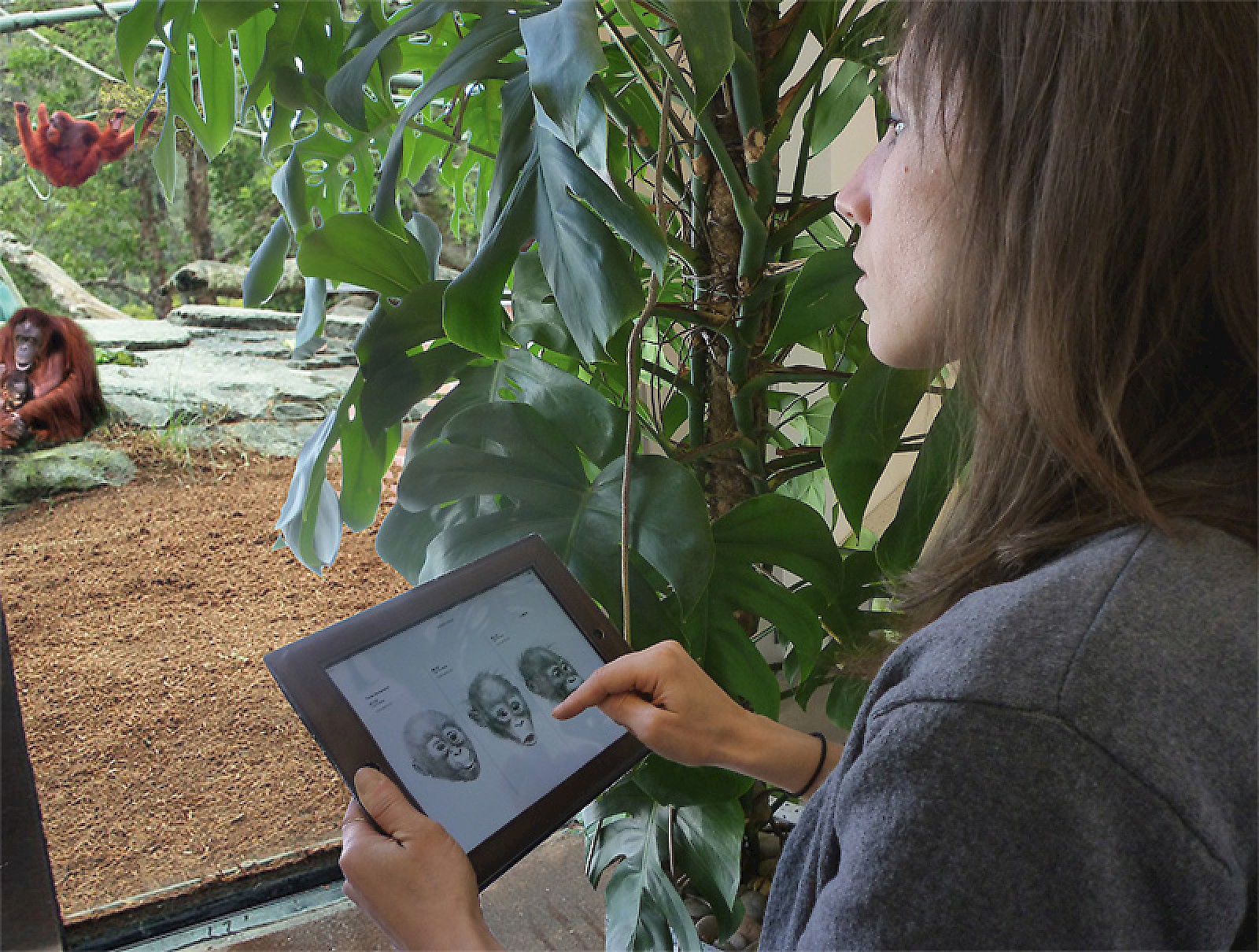 Digital Guide, das digitale interaktive Nachschlagewerk zur Erkennung der Gesichtsausdrücke von Orang-Utans in Aktion.