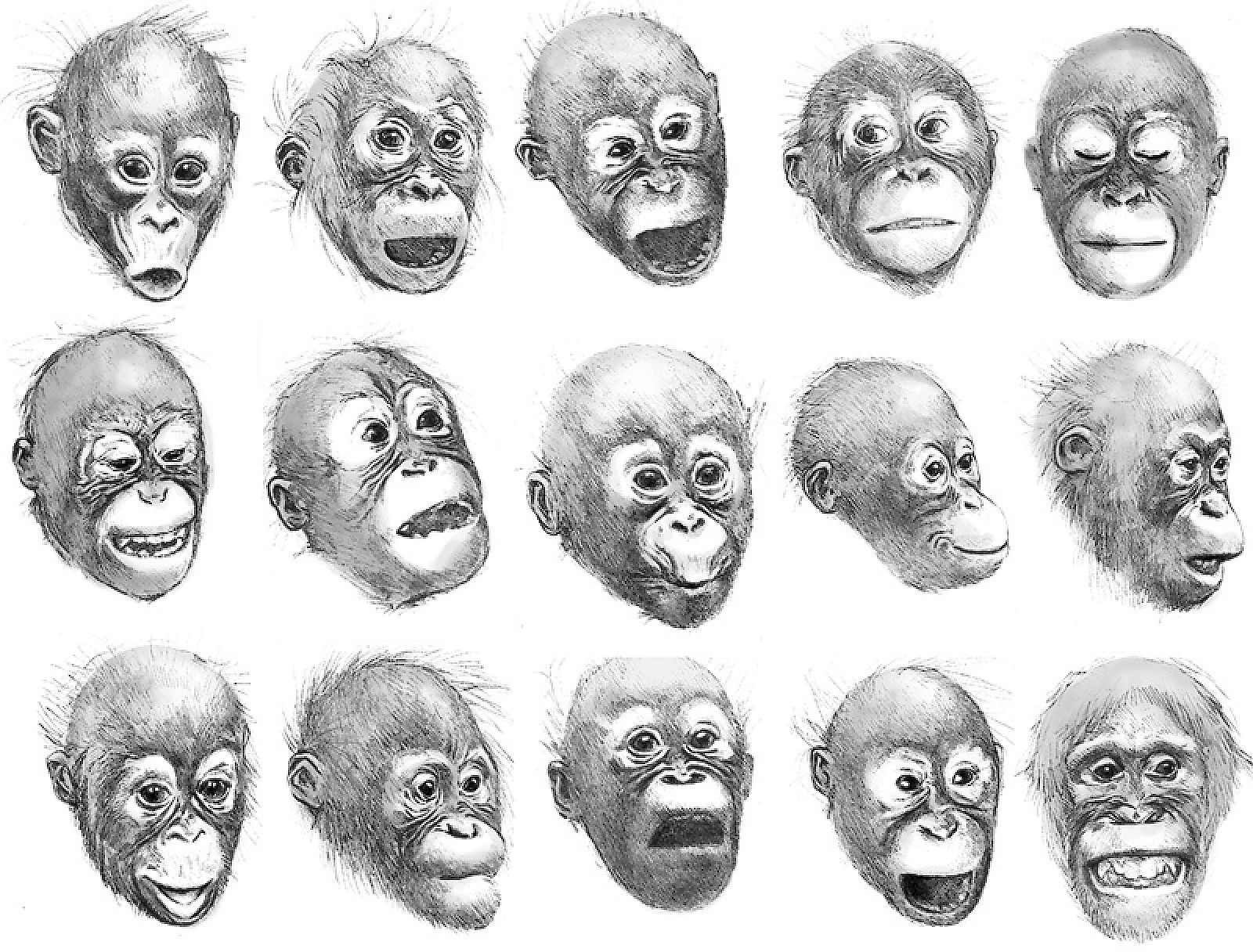 Alle Gesichtsausdrücke des Orang-Utans im Überblick.