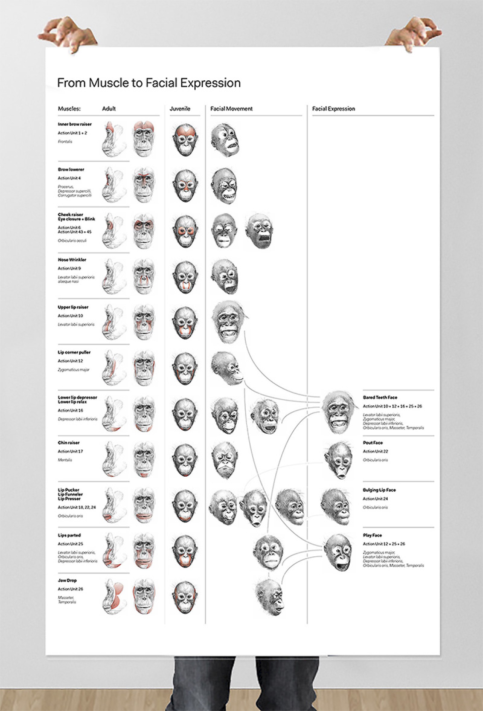 Übersichts-Plakat über alle Muskel-Mimik-Kombinationen.