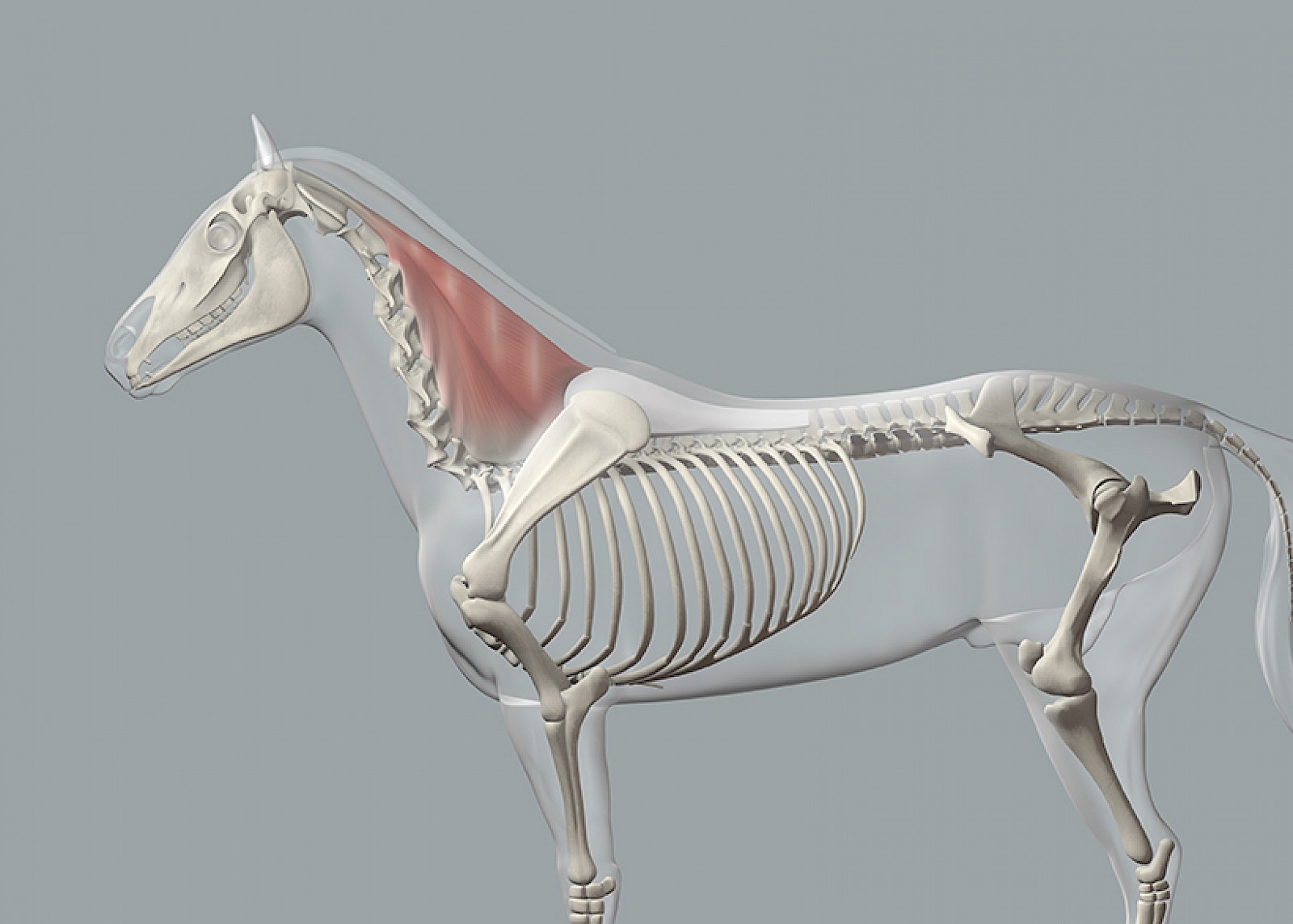 M. semispinalis, ein Muskel der oberen Spanngurte beim Pferd.