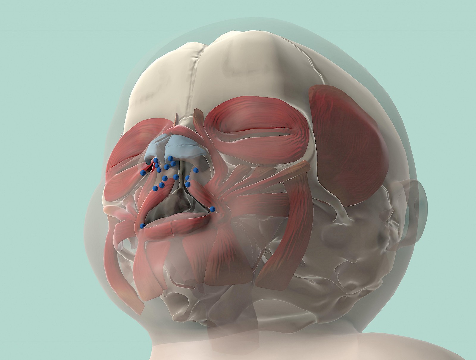 Bei jedem der virtuellen Modelle kann der Schädel, die Muskeln und die Haut durch interaktive Transparenz in die Überlegungen einbezogen werden.