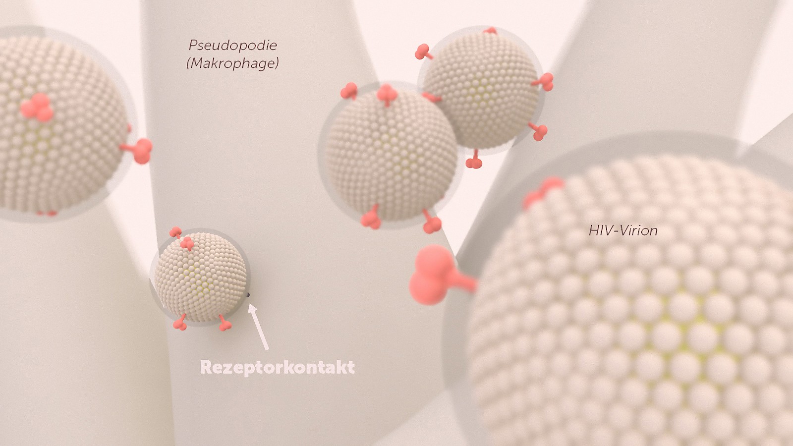 Modellsituation von HIV-1-Virionen, welche an den Rezeptoren auf den tentakelartigen Fortsätzen eines Makrophagen andocken. Gegenüberstellung einer dramatischen, stark auf Stimmung ausgelegten Lichtsituation zu einer möglichsten sachlichen Beleuchtung und Farbgebung.