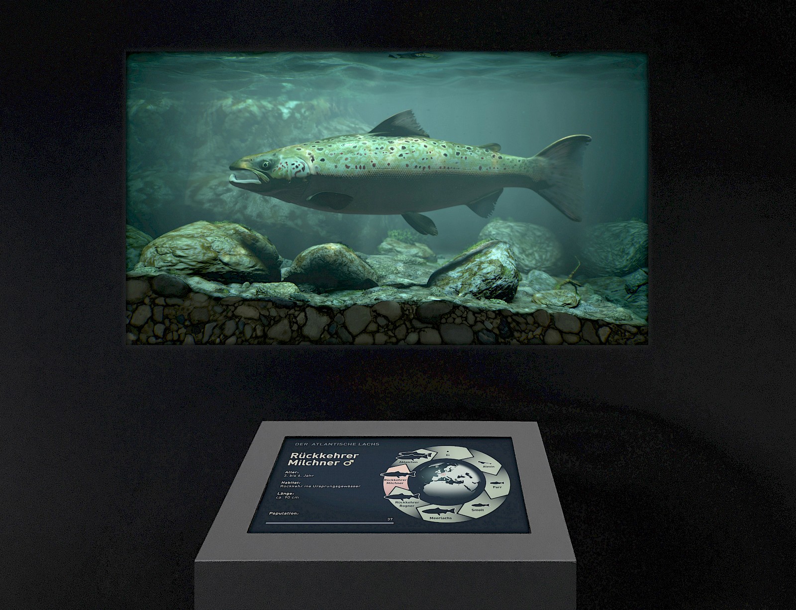 Das Aquarium als Bühne. Für jedes Entwicklungsstadium wurde ein Gewässerausschnitt nachgebaut.