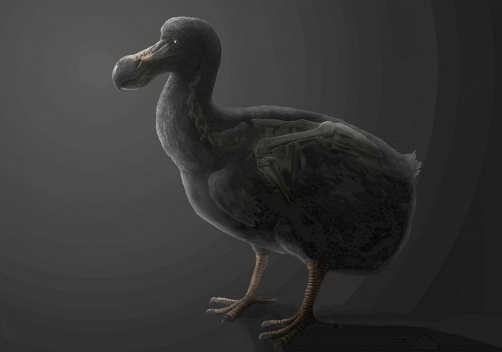 Eigene Rekonstruktion auf Basis von Augenzeugenbeschreibungen und Mansurs Dodo-Darstellung