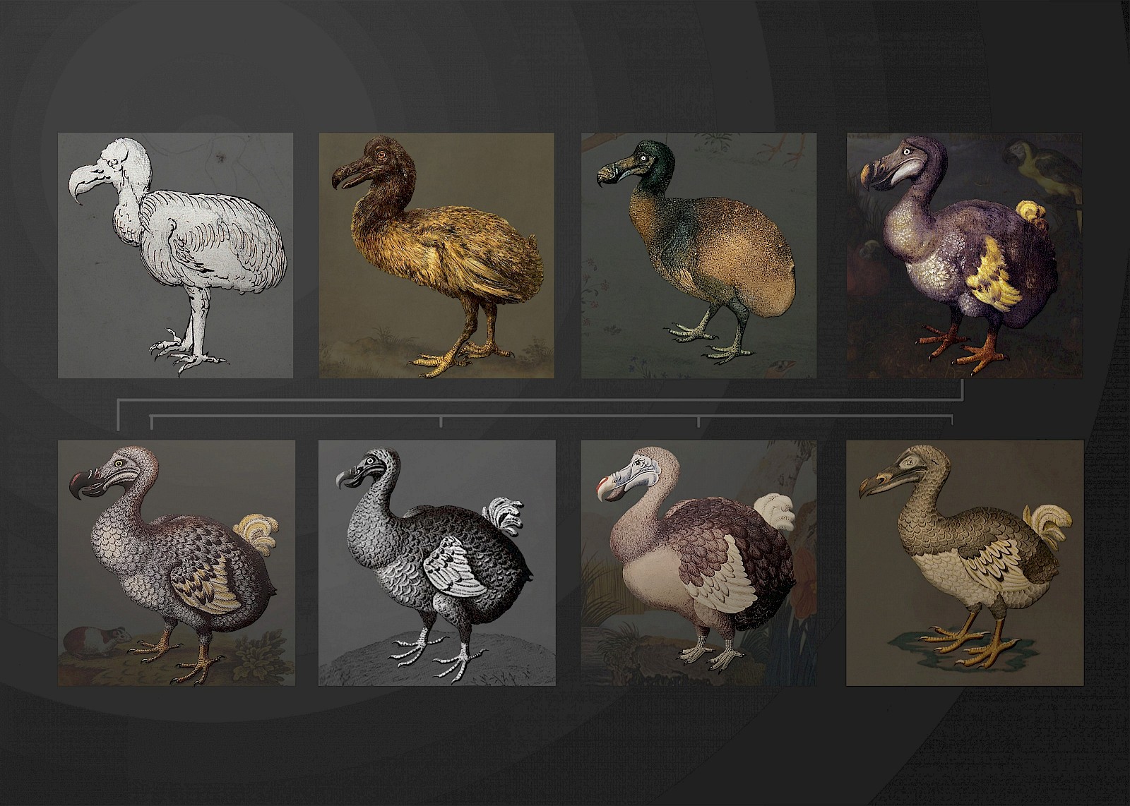 Recherche und Informationssammlung zur Gestalt des Dodo