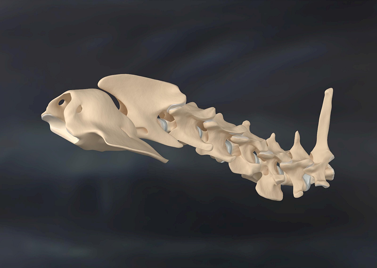 Kontemplation: Der Hintergrund ist bei medizinischen 3D-Animationen nicht abhängig von Konventionen. Dieses Potenzial wird gestalterisch genutzt um Sachlichkeit mit Emotion zu verbinden. Auf dezente Weise wird dem Hintergrund ein Farbklima zugewiesen und mit unscharfen Strukturen angereichert, die ein Befinden im Körper suggerieren.