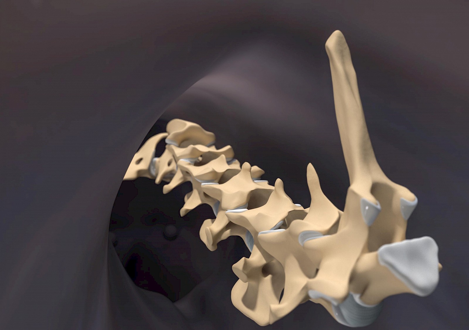 In der Kompositionsphase musste die Aufreihung der Halswirbel im 3D-Hund positioniert werden. Dadurch entstand eine differenziertere Wahrnehmung als bei der Betrachtung der dekontextualisierten Halswirbel. Dies war der Auslöser für die Formulierung und Erweiterung des Kontexts durch Gestalten des Hintergrundes.