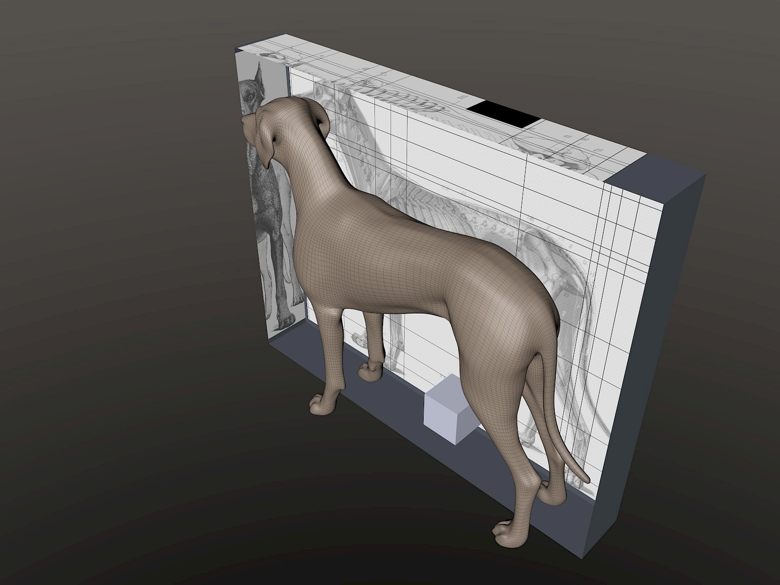 Der Hund: Die Modellierung des Hundes setzte eine solide anatomische Grundlage voraus. «An Atlas of Animal Anatomy for Artists» von Ellenberger/Baum/Dittrich enthielt die notwendigen Ansichten eines Dobermanns. Diese wurden in Cinema 4D importiert; dadurch konnten die grundlegenden anatomischen Proportionen aufgebaut werden. Gesammeltes Bildmaterial diente als Referenz bei der Modellierung der gewählten Dogge.