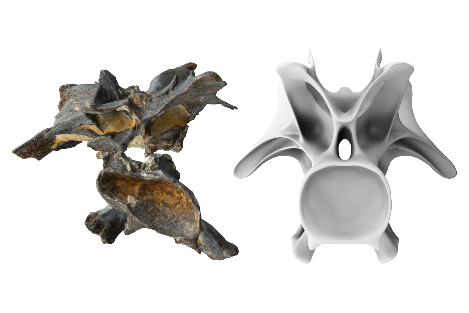 Vorher-nachher: Vergleich der Scandaten und der Rekonstruktion des Halswirbel 8 in Rückansicht. Deformierter Knochen mit von Matrix bedeckten pneumatischen Vertiefungen (beige) auf der linken Seite und rechts der selbe Wirbel nach der Retrodeformation.