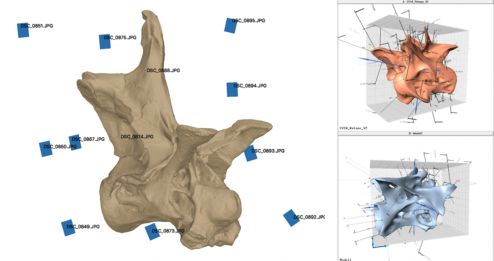 hotogrammetrie: Aus Fotografien, aus mehreren Blickwinkeln, berechnetes 3D-Modell des 3. Halswirbels des Holotypus SMA 0011 von Galeamopus pabsti. Die blauen Flächen entsprechen jeweils den einzelnen Kamerapositionen. Durch das paarweise Setzen von Landmarks an sich entsprechenden Punkten auf beiden Seiten des Wirbels kann die Software die Symmetrieachse bestimmen und das Modell anhand dieser entzerren.
