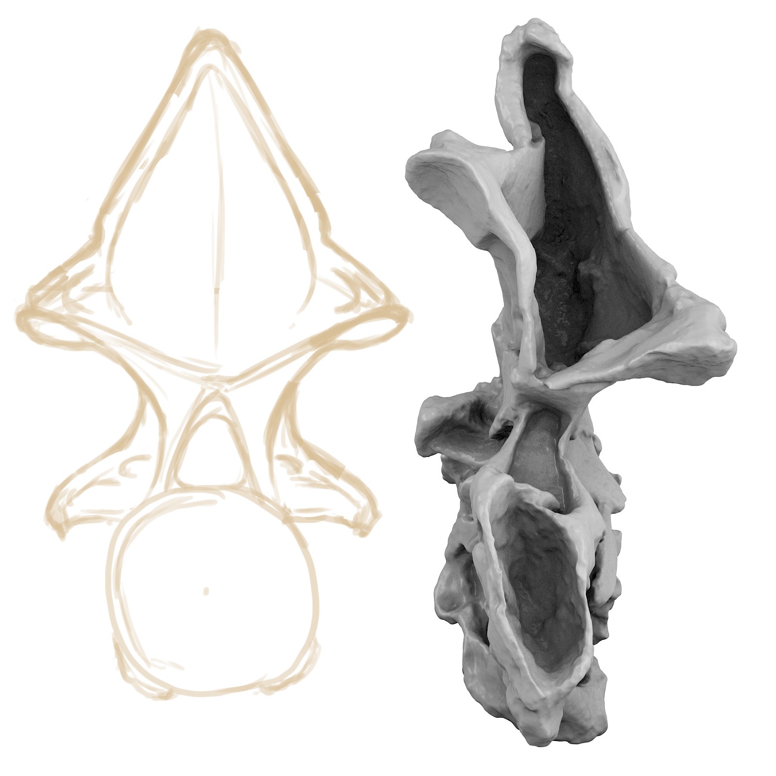 Skizzenhafte Rekonstruktion des Axis: Gegenüberstellung eines Renderings des deformierten zweiten Halswirbels mit einer schnellen zeichnerischen Rekonstruktion desselben.