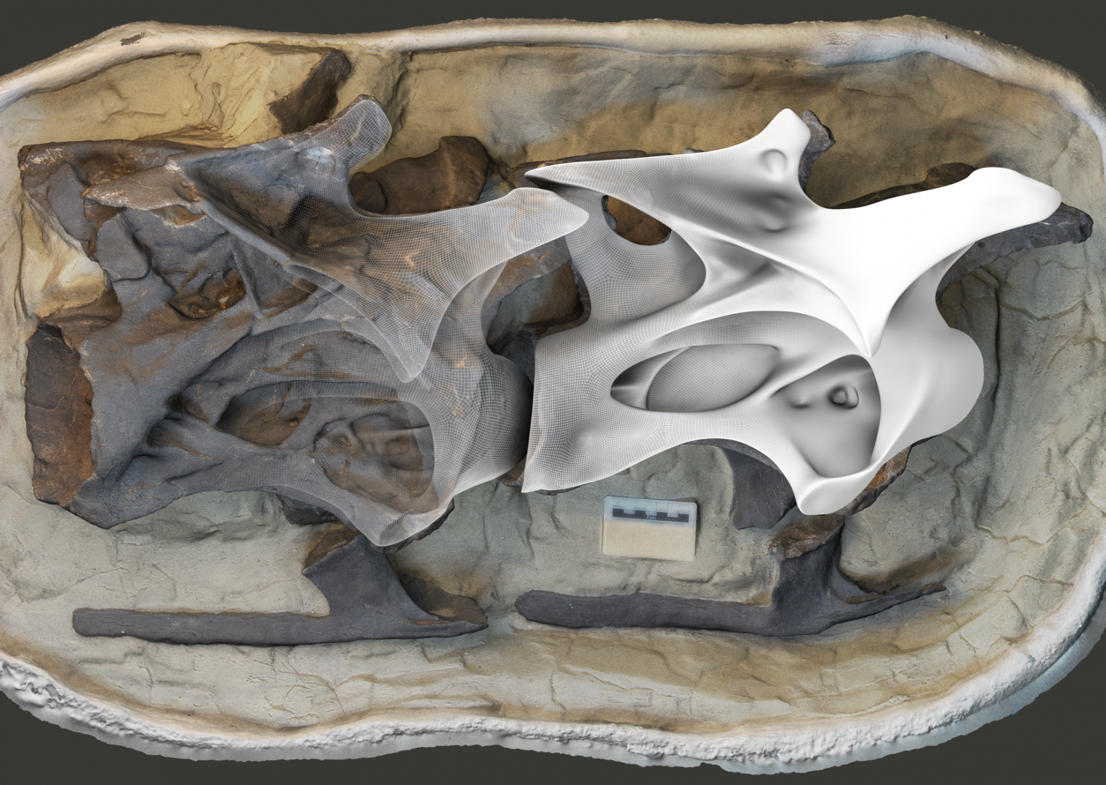 Aus dem Feld zur Rekonstruktion: Von links nach rechts werden aus den teilweise im Originalgestein eingebetteten Halswirbel 9 und 10 über ein Wireframe die rekonstruierten Wirbel.