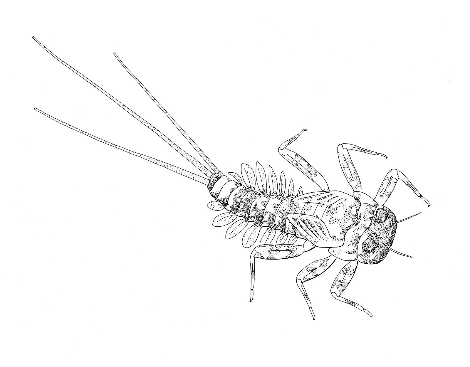 Diese Tuschzeichnung weist schon einen gewissen Abstraktionsgrad auf. Die deutlicheren Linien und die vereinfachte Schattierung sorgen für mehr Kontrast und bessere Lesbarkeit. Die Tuschzeichnungen erforderten viel Geduld und Konzentration, denn die Korrekturmöglichkeiten sind begrenzt.