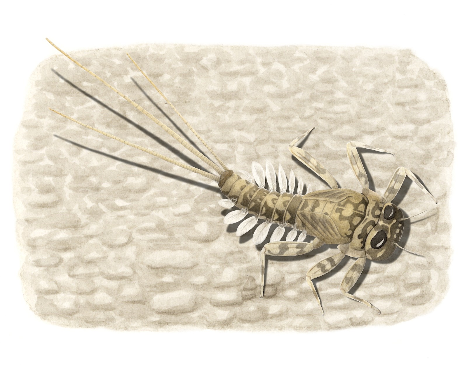 Das Hinzufügen von Farben und Details aus der Umgebung lassen die Tiere noch lebendiger erscheinen.