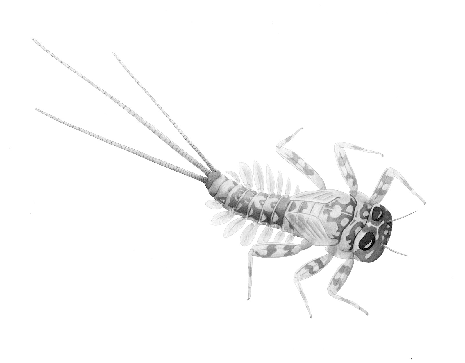 Die Arbeit mit Aquarell ermöglicht eine feinere Darstellung.