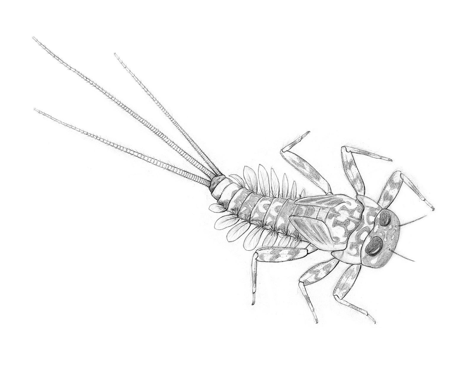 Stilentwicklung: Die Entwicklung der Darstellung erforderte mehrere Schritte und das Ausprobieren verschiedener Materialien. Als Beispiel für diesen Prozess: die Larve der Eintagsfliege. Auf die erste Skizze folgte eine detaillierte Bleistiftzeichnung. Dies erforderte genaue Beobachtung.