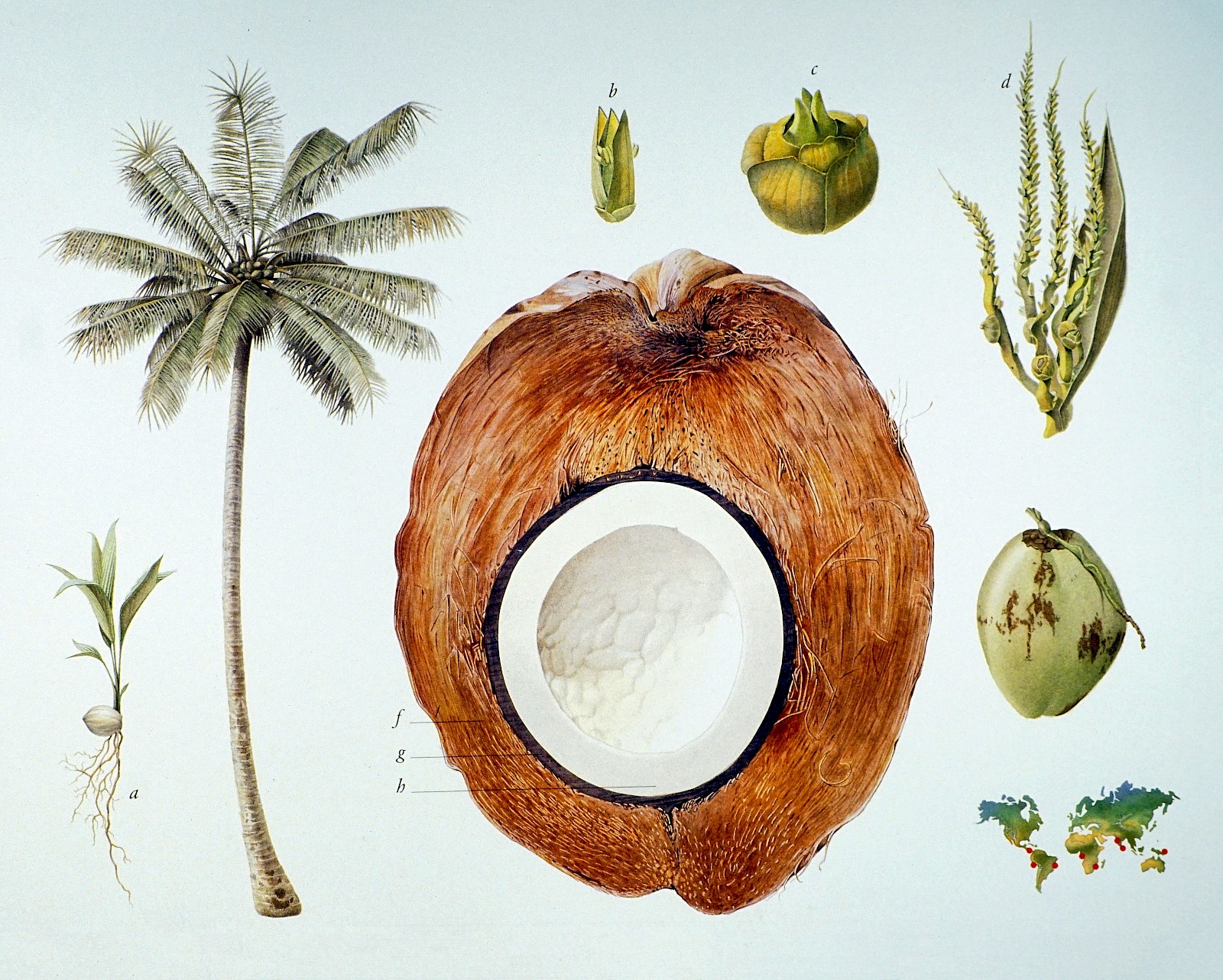 Die Kokosnuss. Aus der Serie «Ölfrüchte», Klassen-Kooperationsprojekt in wissenschaftlicher Illustration, Autor unbekannt, 1990.