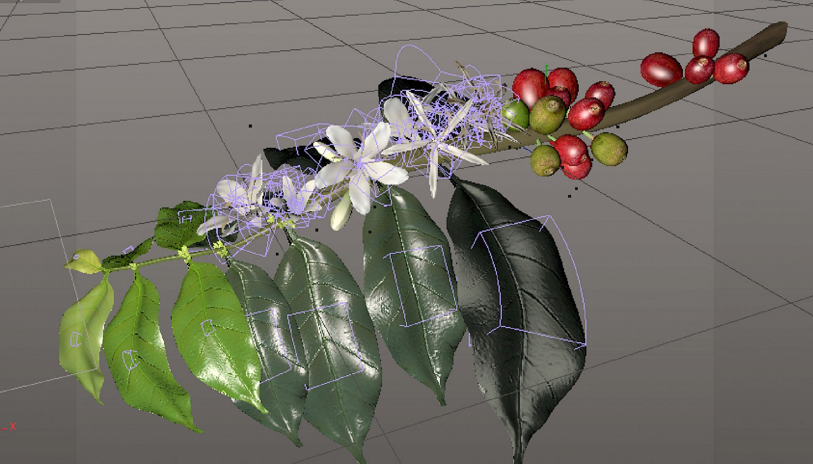 3D-Modell einer Kaffeepflanze. Arbeit aus dem BA-Unterricht in Scientific Visualization. Lucy Pfenninger 2014.