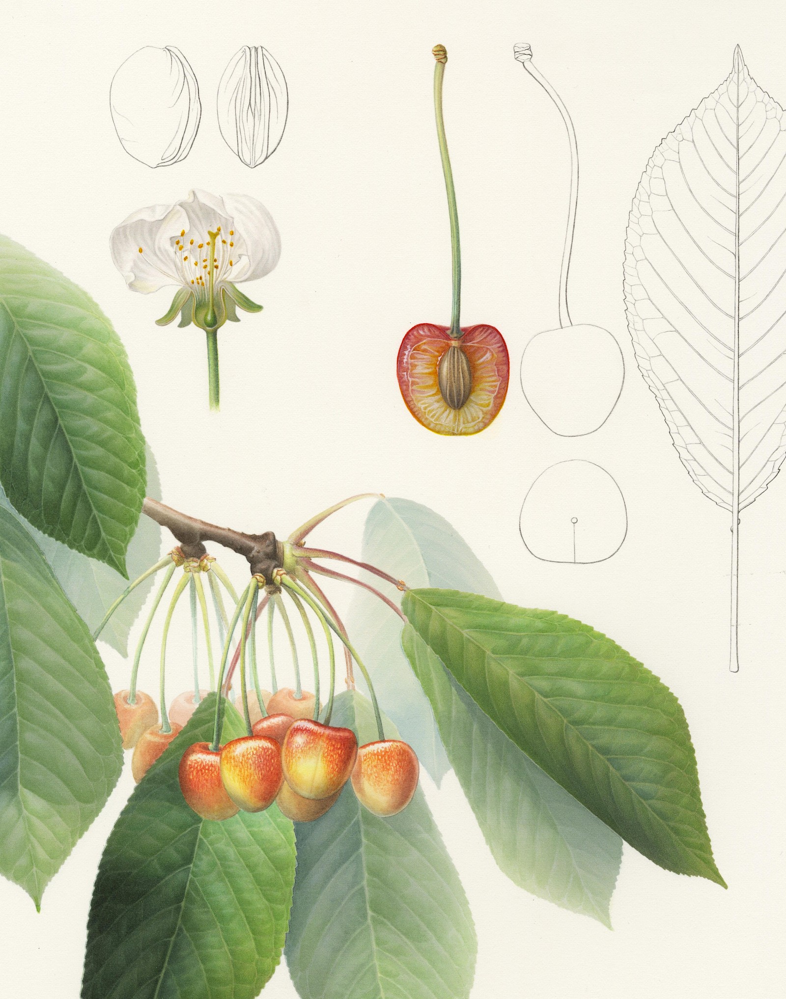 Eine der 15 eindrucksvollen Bildtafeln Jasmin Hubers: Die Sorte «Weissbüchler».