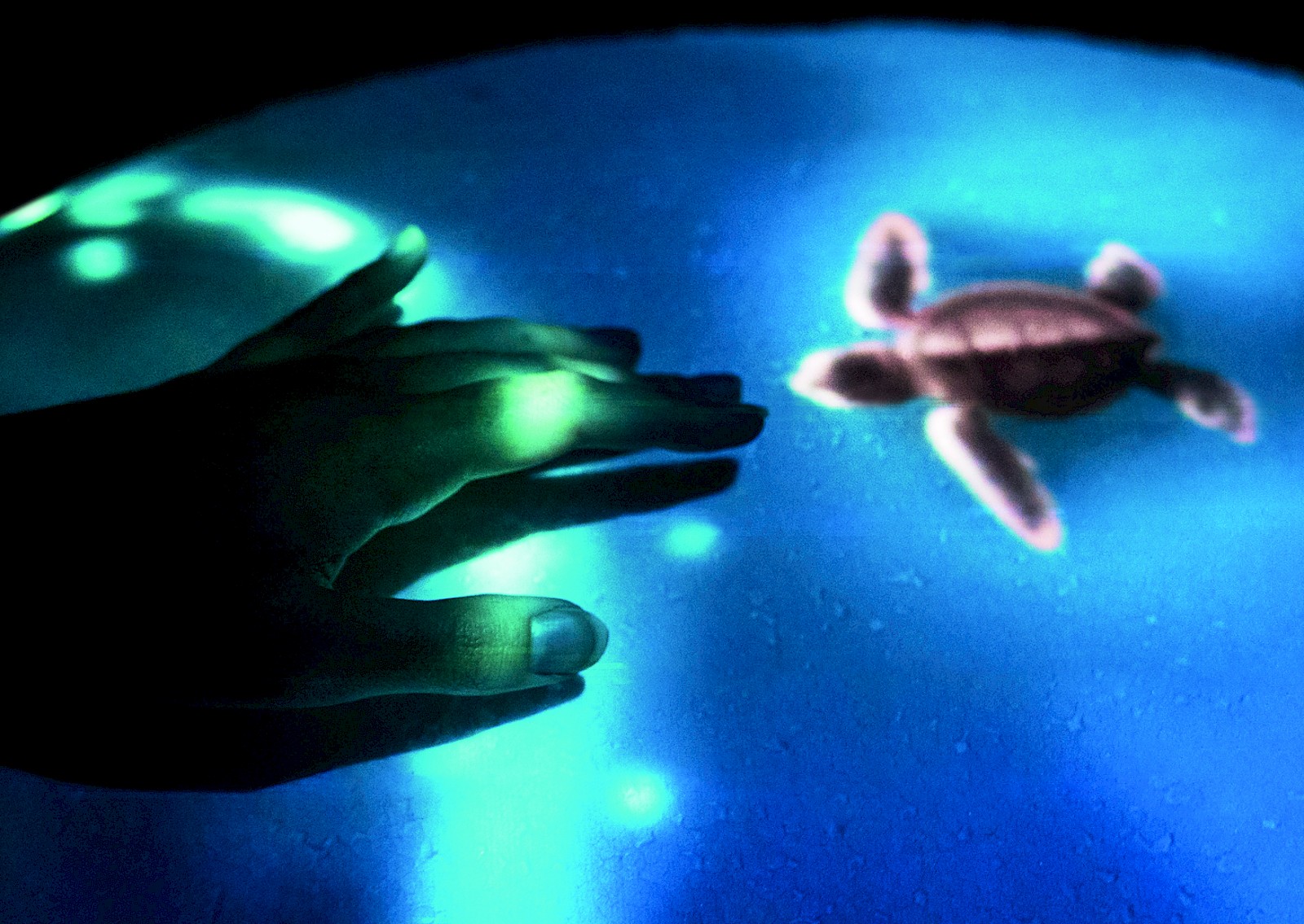 Shelly – Living with the Sea