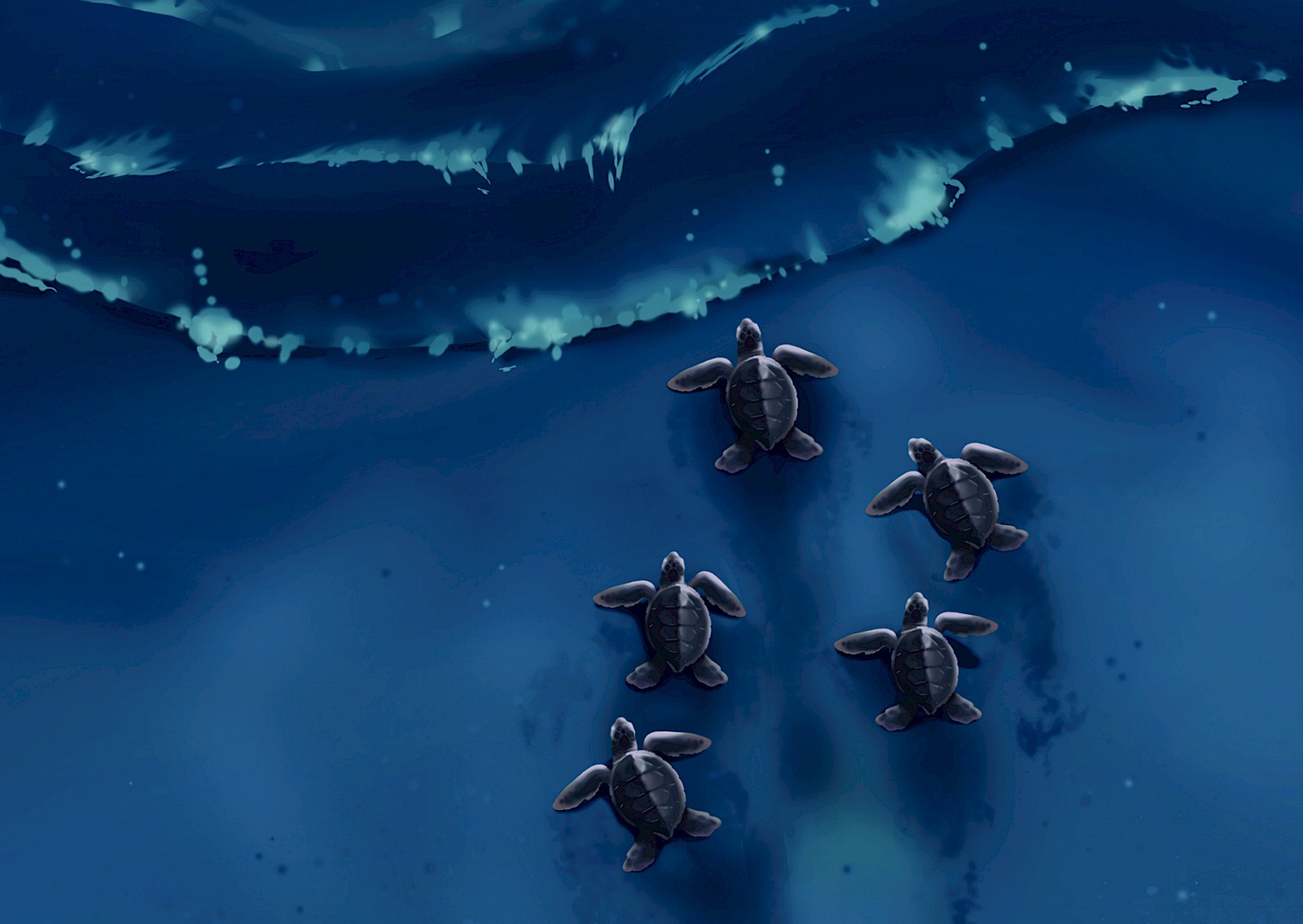 Shelly – Living with the Sea