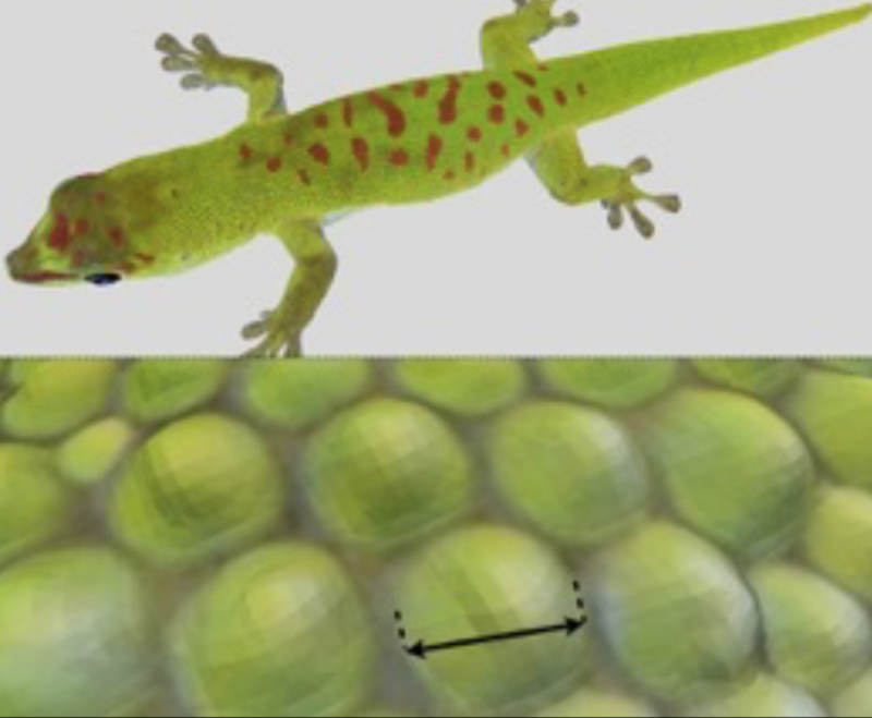 Stellenausschreibung: 3D-Visualisierung Entwicklung/Evolution von Tieren