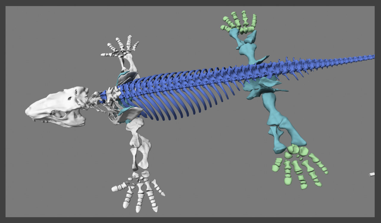 3D-Skelettmodell von Orobates, Jonas Lauströer und Amir Andikfar.