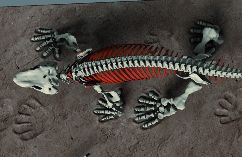 3D-Visualisierung des Skeletts in Bewegung.