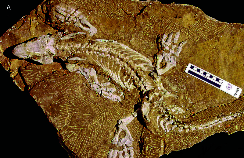 Das Fossil des Orobates pabsti.