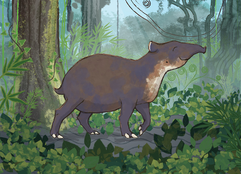 The tapir: Still from baird’s tapir (Tapirus bairdii) teaser animation showing the animal in its environment.