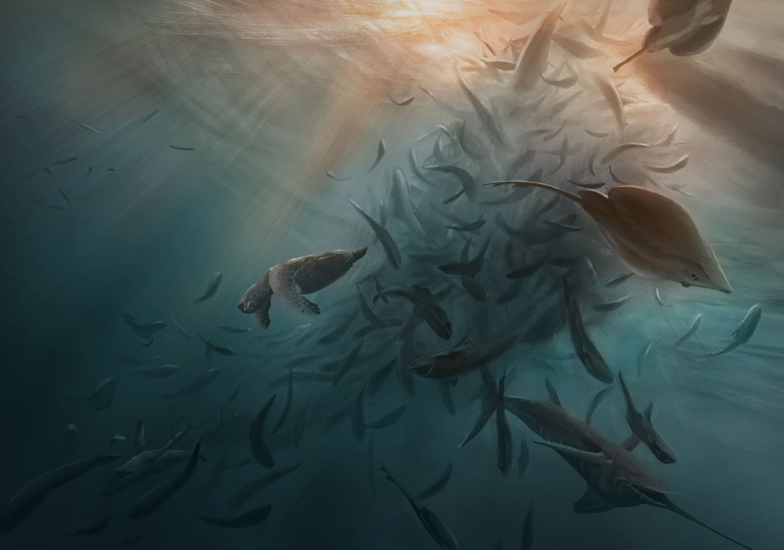 Rückwurf von Beifang: 40 Prozent der gesamtgefangenen Menge an Fisch ist Beifang. Diese Tiere finden keine weitere Verwendung und werden oft leblos wieder zurück ins Meer geworfen. Dazu gehören unter anderem Jungfische, Haie, Rochen, Schwertfische oder Meeresschildkröten.