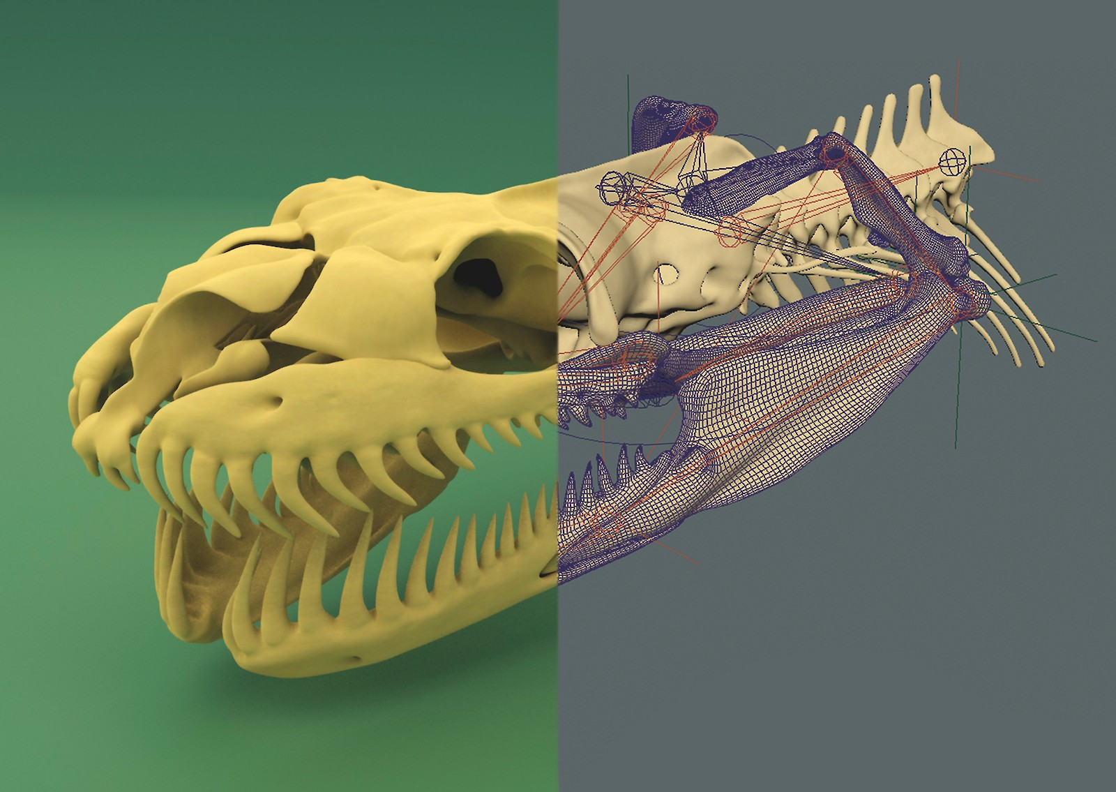 Der Teppichpython-Schädel: 3D-Konstruktion und Hypothese der Schädel-Kinematik, für die Animation.